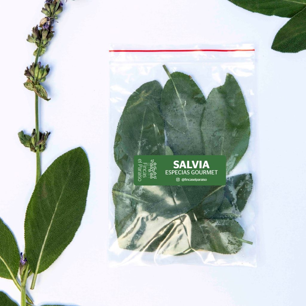 Salvia